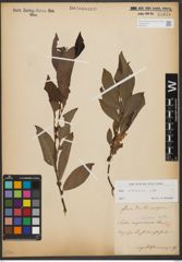 Foto von Salix silesiaca Willd.